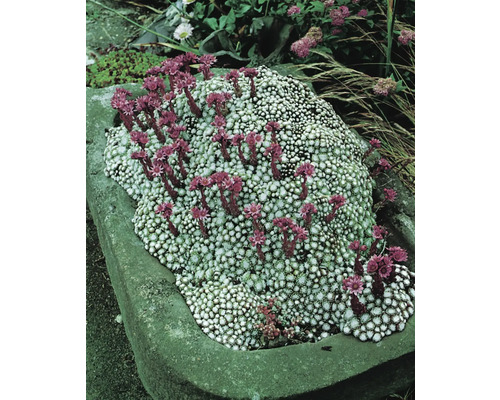 Kvetoucí polštářová trvalka v kamenném korytu