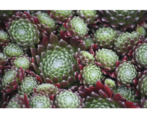 Detailní záběr rostlin netřesku