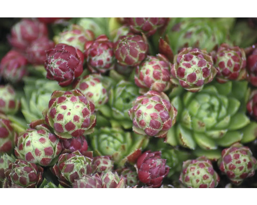 Detailní záběr rostliny netřesk