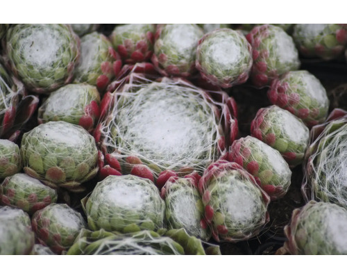 Detailní záběr několika rostlin netřesku