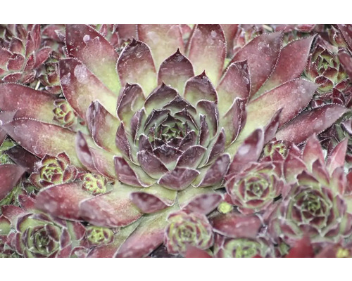 Detailní záběr rostliny netřesku