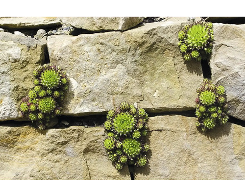 Rostliny netřesku na kamenné zdi