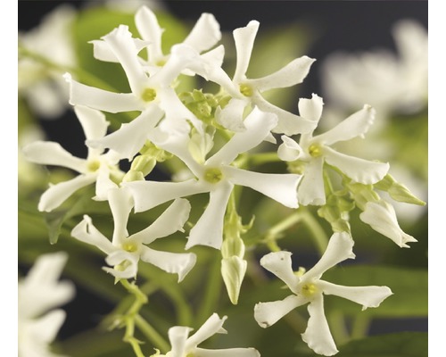 Jasmínovník vonný FloraSelf Trachelospermum jasminoides výška 50-70 cm květináč 2,3 l