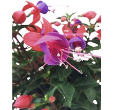 Fuchsie FloraSelf Fuchsia kultivar květináč Ø 18 cm 1 ks, různé druhy