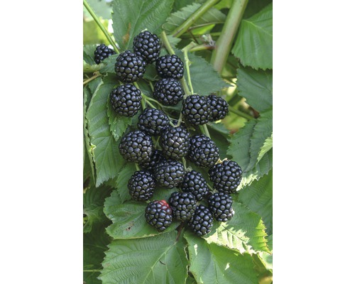 Ostružiny na ostružinovém keři