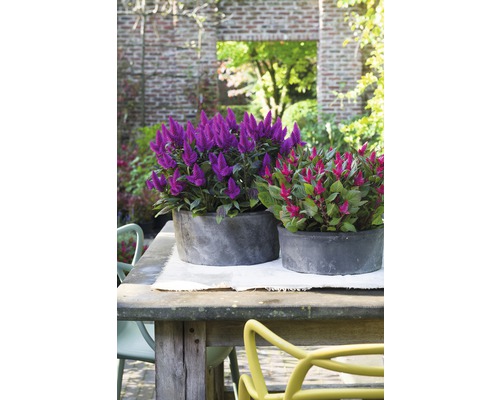 Zahradní zátiší se dvěma okrasnými rostlinami v kulatých květináčích na dřevěném stole