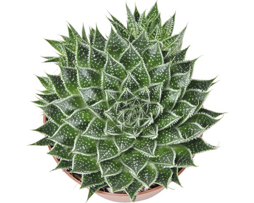 Aloe aristata pokojová rostlina v květináči