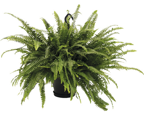 Ledviník ztepilý v závěsném květináči XXL FloraSelf Nephrolepis exaltata 'Green Lady' výška 50-55 cm