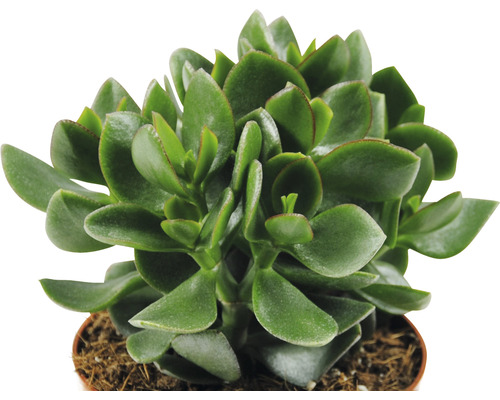 Tlustice vejčitá pokojová rostlina v květináči