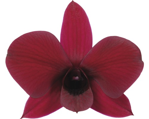 Orchidej Dendrobium s vínově červenými květy