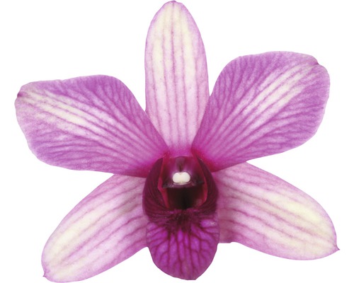 Detailní záběr jednoho květu orchideje