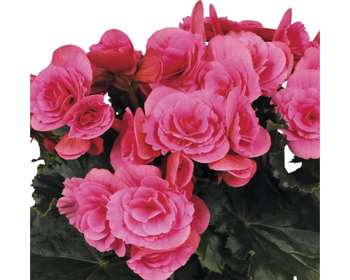 Květy begónie se zelenými listy