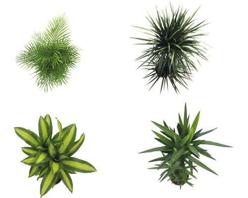 Různé pokojové rostliny shora