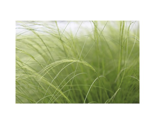 Detailní záběr Jemná kavyl ve zahradě