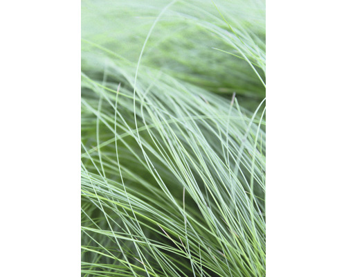 Kavyl péřovitý FloraSelf Stipa tenuifolia 'Pony Tails' 10-30 cm květináč 2 l Detail okrasné trávy