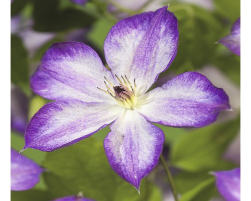 Plamének FloraSelf Clematis kultivar 'Pernille PBR' 50-70 cm květináč 2,3 l