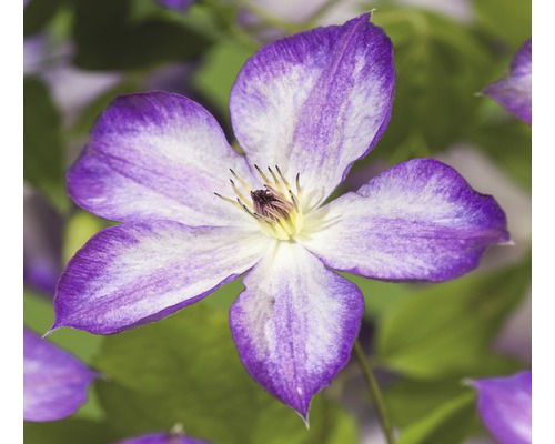 Plamének FloraSelf Clematis kultivar 'Pernille PBR' 50-70 cm květináč 2,3 l Detailní záběr květu plaménku s pěti okvětními lístky