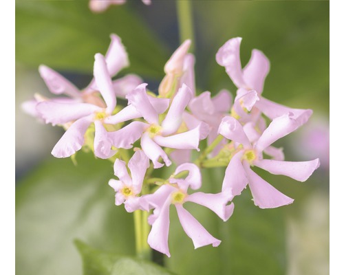 Jasmínovník růžový FloraSelf Trachelospermum asiaticum 'Pink Air' výška cca 75 cm květináč 4 l