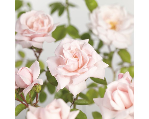 Růže pnoucí FloraSelf Rosa 'New Dawn' 50-80 cm květináč 3 l