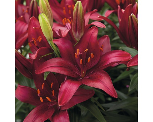 Detailní záběr červených lilií s zelenými poupaty