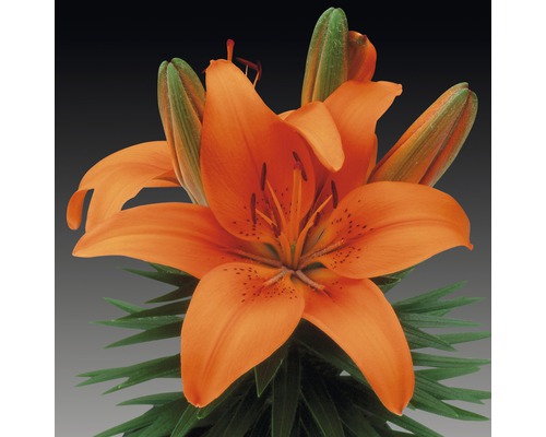 Oranžová lilie se zelenými listy a poupaty