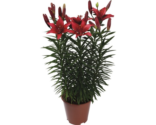 Lilie v květináči s červenými květy a zelenými listy