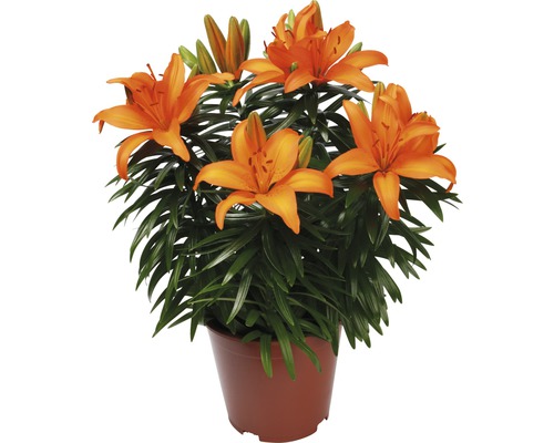 Oranžové lilie v květináči