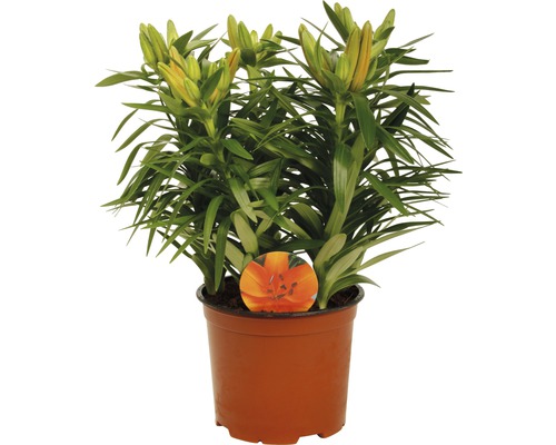 Lilie v květináči s nerozvinutými květy