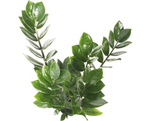 Pokojová rostlina Zamioculcas se zelenými listy