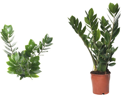 Zamioculcas pokojová rostlina v květináči
