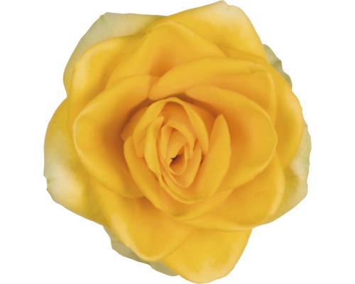 Žlutý květ růže