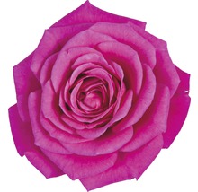 Pokojová růže FloraSelf Rosa hybrid 'Regina' V 30-40 cm Ø 13 cm květináč tmavě růžová-thumb-1