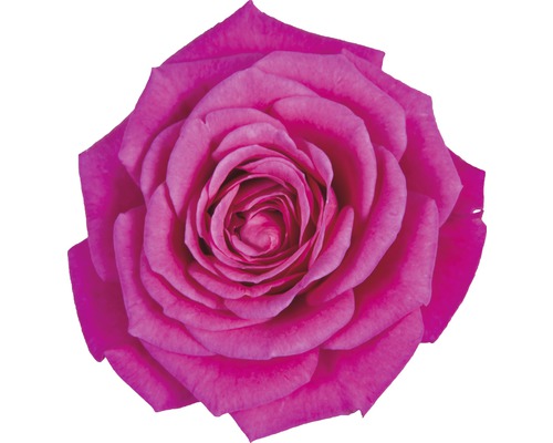 Detailní záběr jedné růže