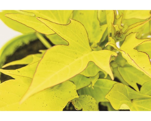 Okrasná rostlina batáty s listy v květináči