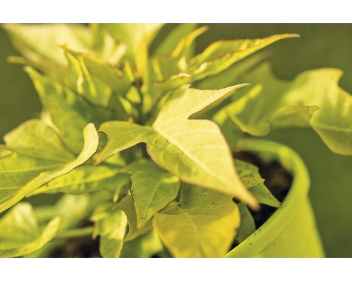 Rostlina batáty ve květináči