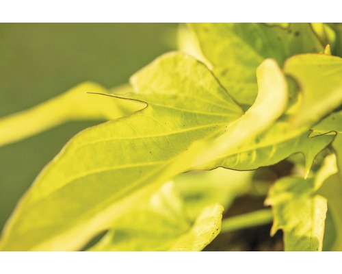 Detailní záběr zelených rostlinných listů