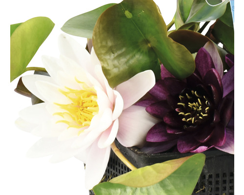 Detailní záběr leknínů s bílými a fialovými květy v květináči