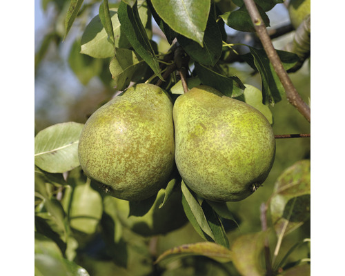 Hrušeň FloraSelf Pyrus communis 'Köstliche von Charneux' cca 120 cm květináč 7,5 l