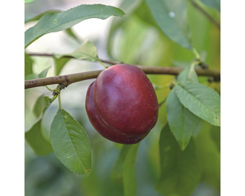 Nektarinka zakrslá FloraSelf Bio Prunus persica nucipersica 'Nektarella' kmínek 40 cm celková výška cca 60-80 cm květináč 7,5 l samosprašná