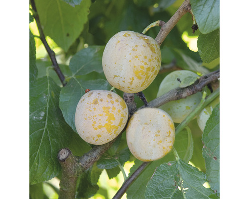 Renklóda zakrslá FloraSelf Bio Prunus domestica 'Golden Crimson' kmínek 40 cm celková výška cca 60-80 cm květináč 7,5 l samosprašná