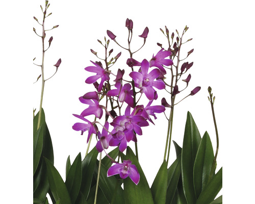 Orchidej Dendrobium Nobile s fialovými květy a zelenými listy.