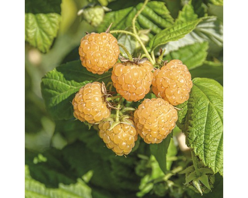 Maliník podzimní žlutý FloraSelf Rubus idaus 'Fallgold' 40-50 cm květináč 2 l Zlaté maliny na rostlině
