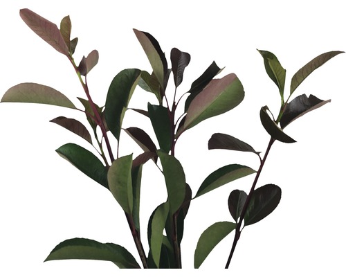 Na obrázku jsou větve hlohyně s listy.