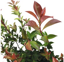Photinia s zelenými a červenými listy