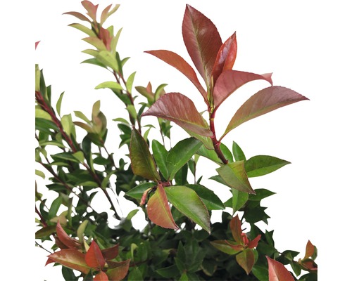 Photinia s zelenými a červenými listy