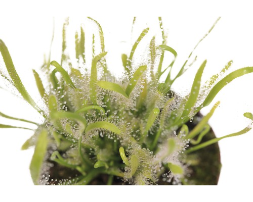 Rostlinatý rosnatka v květináči