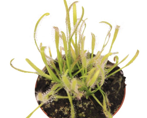 Rostlinu rosnatky v květináči