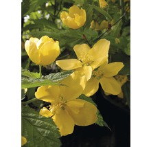 Zákula japonská FloraSelf Kerria japonica "Golden Guinea" 60-80 cm květináč 4,5 l