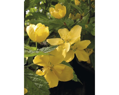 Zákula japonská FloraSelf Kerria japonica "Golden Guinea" 60-80 cm květináč 4,5 l