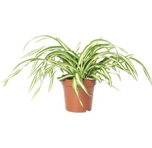 Zelenec FloraSelf Chlorophytum comosum 'Atlantic' 30-40 cm květináč Ø 12 cm-thumb-1 Zelenec FloraSelf Chlorophytum comosum 'Atlantic' 30-40 cm květináč Ø 12 cm-thumb-1